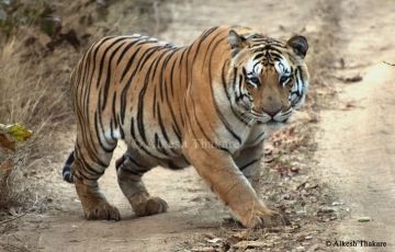 Magical 3 Days 2 Nights Tadoba Andhari Tiger Reserve Trip Package