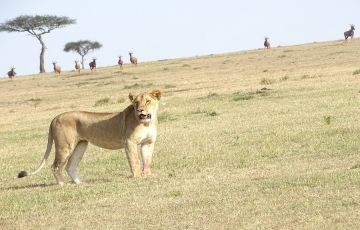 Magical 3 Days 2 Nights Masai Mara and Nairobi Trip Package