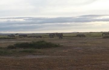Experience Amboseli Tour Package for 2 Days 1 Night