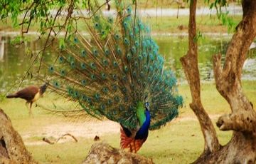 Polonnaruwa Tour Package for 5 Days 4 Nights