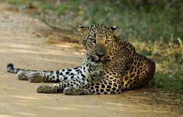 Beautiful 5 Days 4 Nights Yala Tour Package