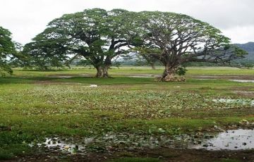 Beautiful 5 Days 4 Nights Yala Tour Package