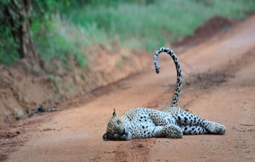 Experience 5 Days 4 Nights Galle, Yala and Bentota Trip Package