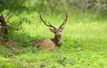 Magical 6 Days 5 Nights Bentota Trip Package