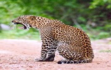 Heart-warming 6 Days 5 Nights Kandy, Nuwara Eliya, Yala and Bentota Holiday Package