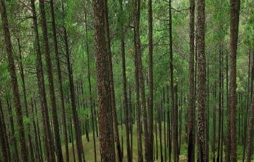 Beautiful 4 Days 3 Nights Nainital, Almora, Kausani with Ranikhet Trip Package