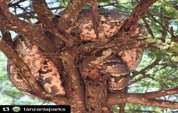 Experience 4 Days 3 Nights Lake Manyara Holiday Package