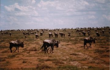 Magical 7 Days 6 Nights Ngorongoro Tour Package