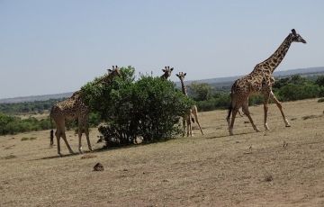 Memorable 2 Days 1 Night Nairobi National Park, David Shedrick wildlife trust, Karen blixen Museum with Giraffe centre Holiday Package