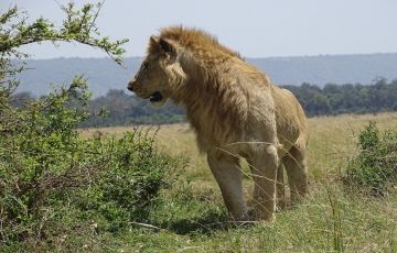 Memorable 2 Days 1 Night Nairobi National Park, David Shedrick wildlife trust, Karen blixen Museum with Giraffe centre Holiday Package