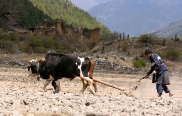 7 Days Paro International Paro to Thimphu Holiday Package