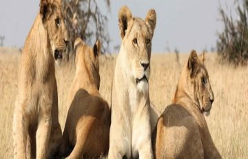 Magical 5 Days 4 Nights Masaai Mara, Nakuru and Amboseli Vacation Package