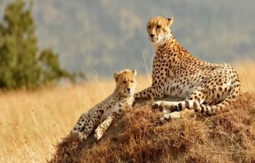 Magical 5 Days 4 Nights Masaai Mara, Nakuru and Amboseli Vacation Package