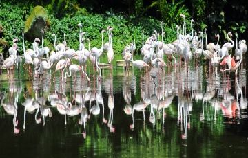 Singapore Land Package - 5 Nights