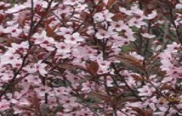 Experience 6 Days 5 Nights Srinagar, Gulmarg, Sonamarg with Pahalgam Holiday Package