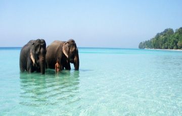 Magical Neil Island Tour Package for 5 Days 4 Nights