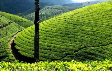 4 Days 3 Nights Cochin, Munnar and Alleppey Vacation Package