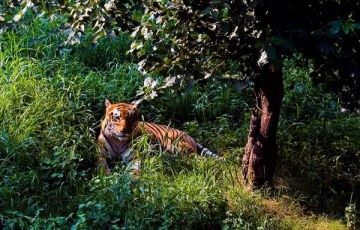 Pleasurable 5 Days 4 Nights Nainital and Jim Corbett National Park Trip Package