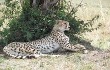 Best 3 Days 2 Nights Masai Tour Package