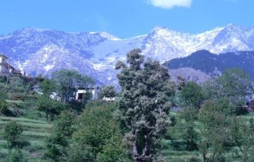 5 Days 4 Nights Srinagar, Gulmarg, Sonamarg and Pahalgam Holiday Package