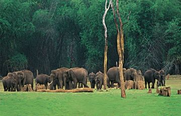 Family Getaway 7 Days 6 Nights Munnar, Cochin with Kovalam Tour Package