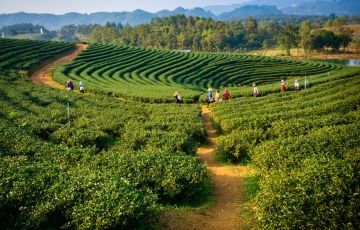 Family Getaway 7 Days 6 Nights Darjeeling Trip Package