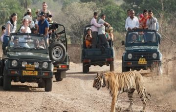 Magical 3 Days 2 Nights Ranthambore Holiday Package