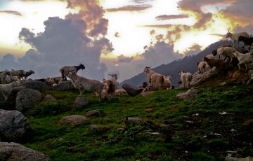 Family Getaway 5 Days 4 Nights Dalhousie with Dharamsala Tour Package