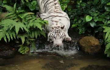 3 Days Delhi to Singapore Trip Package