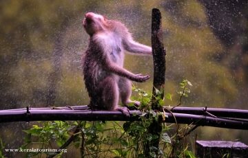 Experience 3 Days 2 Nights Thekkady Holiday Package