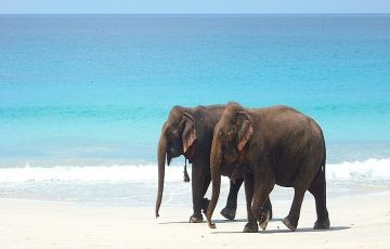 Amazing 4 Days 3 Nights Port Blair and Havelock Holiday Package