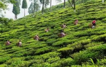 Experience 3 Days 2 Nights Darjeeling Trip Package
