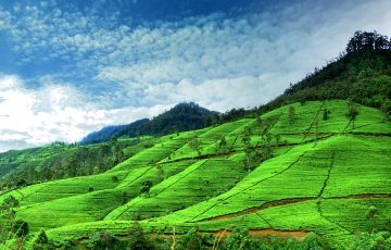 6 Days 5 Nights Negombo, Kandy, Nuwara Eliya and Yala Trip Package