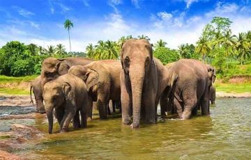Family Getaway 5 Days 4 Nights Pinnawala, Kandy, Nuwara Eliya and Ella Trip Package