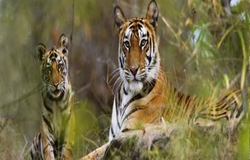 Experience 3 Days 2 Nights jim corbett Holiday Package