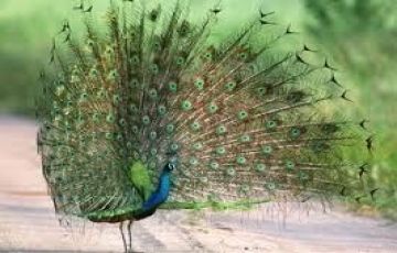 Heart-warming 7 Days 6 Nights Kandy Vacation Package