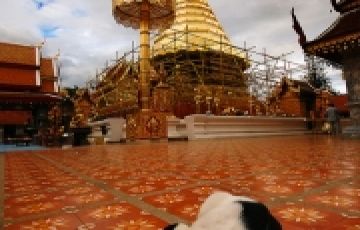 Family Getaway 5 Days 4 Nights Bangkok2C Pattaya Vacation Package