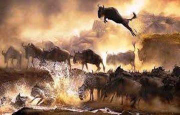 Pleasurable 3 Days 2 Nights Maasai Mara Tour Package