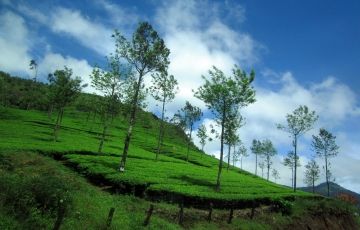 Pleasurable 7 Days 6 Nights Cochin, Munnar with Thekkady Holiday Package