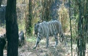 Experience 5 Days 4 Nights Bangalore Trip Package