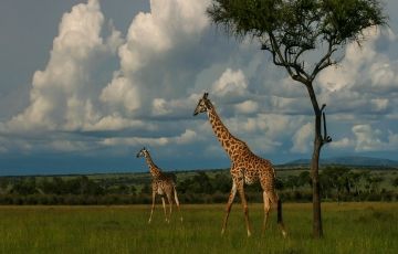 Experience 3 Days 2 Nights Masai Mara and Nairobi Trip Package