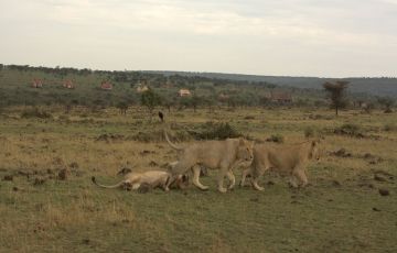 Experience 3 Days 2 Nights Masai Mara and Nairobi Trip Package Experience 3 Days 2 Nights Masai Mara and Nairobi Trip Package