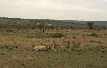 Experience 3 Days 2 Nights Masai Mara and Nairobi Trip Package