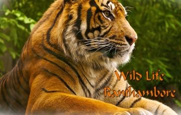 Heart-warming 3 Days 2 Nights Ranthambore Trip Package