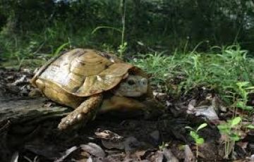 Best 7 Days 6 Nights Watamu and Malindi Tour Package