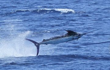 Best 7 Days 6 Nights Watamu and Malindi Tour Package