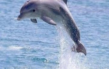 Magical Goa Tour Package for 6 Days 5 Nights