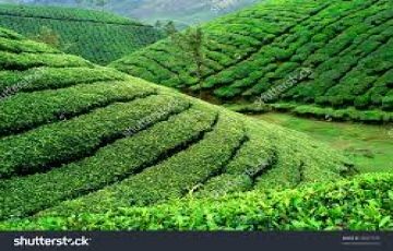 Experience 8 Days 7 Nights Munnar Trip Package
