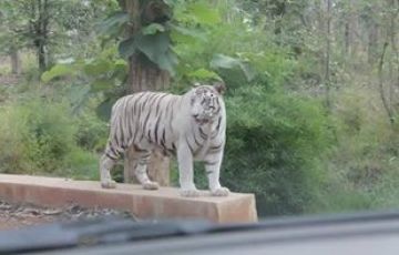 Memorable Bandhavgarh Tour Package for 6 Days 5 Nights