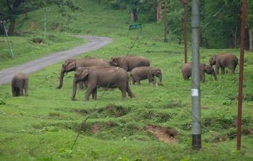 Kerala Wildlife Tour Packages for 2 Days By My Yathra Holidays  